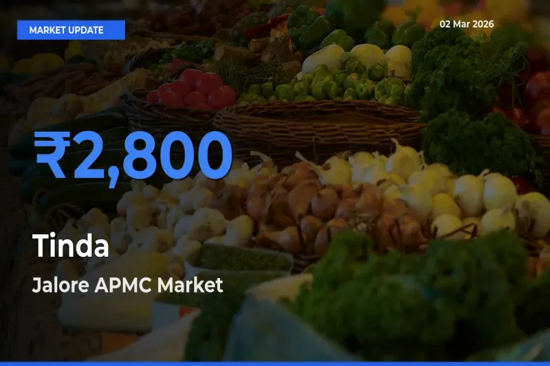 Top Performer! Jalore APMC Offers Best Tinda Price Today