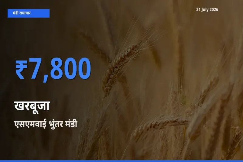 टॉप मंडी बना एसएमवाई भुंतर! खरबूजा के सबसे ऊँचे दाम यहीं दर्ज
