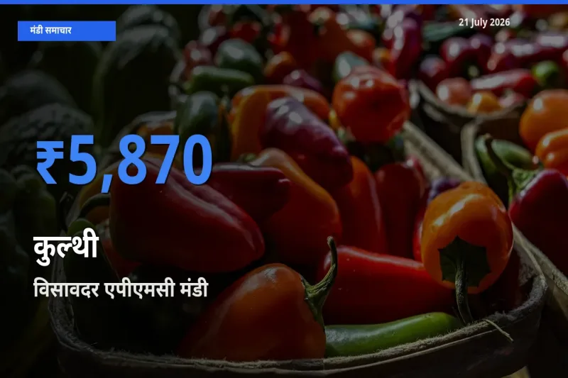 आज कुल्थी के सबसे ऊँचे दाम ₹5,870 विसावदर एपीएमसी मंडी में