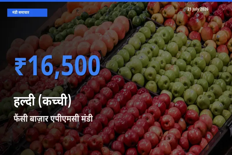 फैंसी बाज़ार एपीएमसी में हल्दी (कच्ची) का आज सबसे ऊँचा भाव