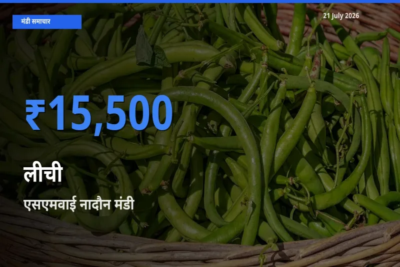 एसएमवाई नादौन मंडी में आज लीची के सबसे ऊँचे दाम दर्ज