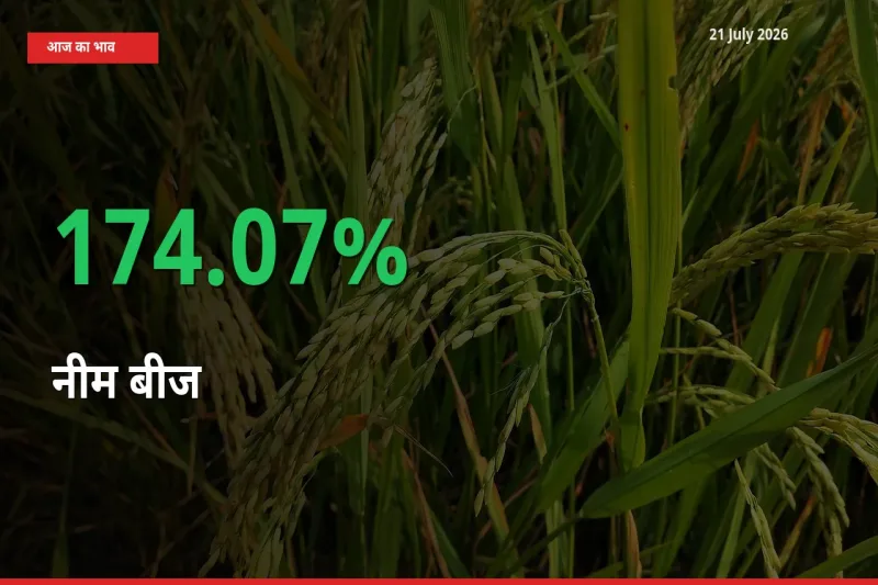 21 July अपडेट: नीम बीज के दाम मंडी में 174.07% उछले