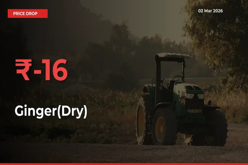 This Mandi Records 15.82% Fall in Ginger(Dry) Prices