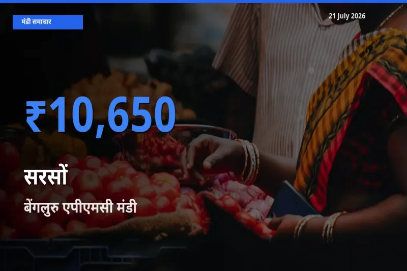 आज का मंडी भाव: सरसों के सबसे ज़्यादा दाम बेंगलुरु एपीएमसी में