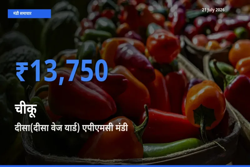21 July अपडेट: चीकू के सबसे ऊँचे दाम दीसा(दीसा वेज यार्ड) एपीएमसी मंडी में