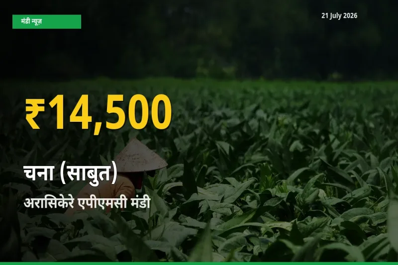 अरासिकेरे एपीएमसी में चना (साबुत) ₹14,500 पर पहुँचा – अब तक का उच्चतम भाव