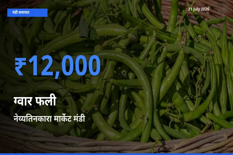नेय्यतिनकारा मार्केट मंडी में ग्वार फली ₹12,000 पर पहुँचा – आज का सर्वोच्च भाव