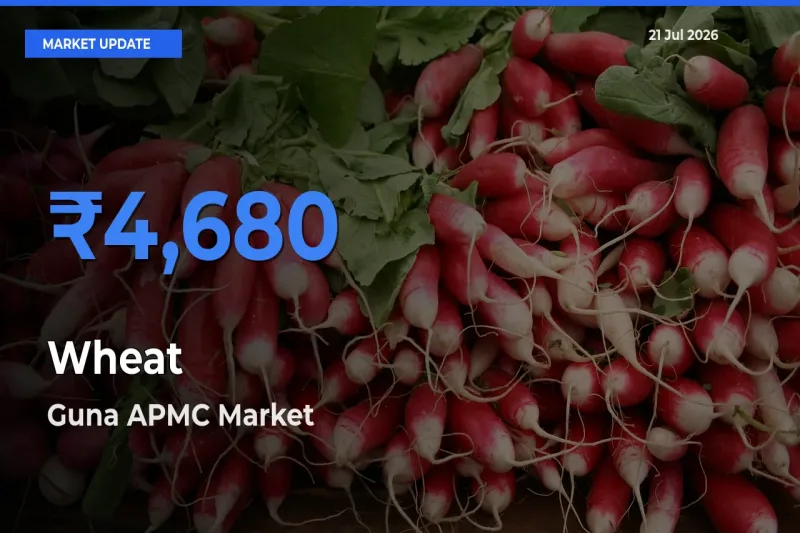 Guna APMC Leads as Top Mandi for Wheat Prices