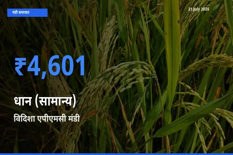 बाज़ार संकेत: विदिशा एपीएमसी बना धान (सामान्य) के लिए आज की टॉप मंडी