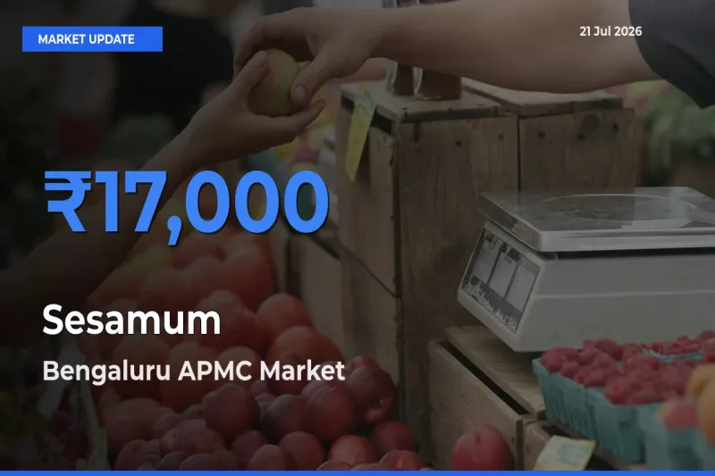 Bengaluru APMC Records Highest ₹17,000 Rate for Sesamum