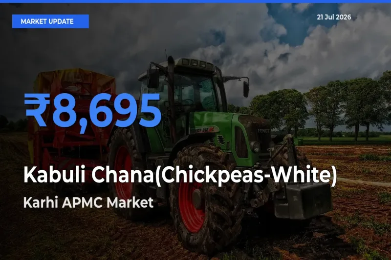Market Watch: Karhi APMC Becomes Top Mandi for Kabuli Chana(Chickpeas-White)