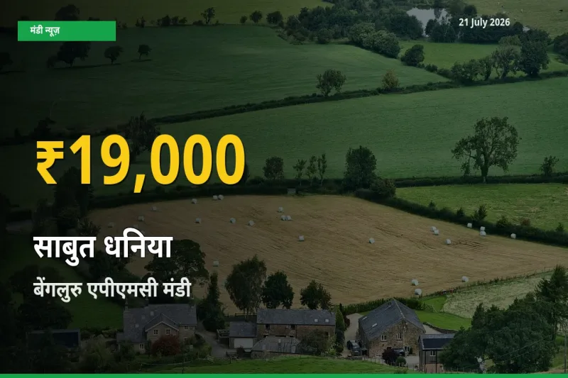 किसानों के लिए खुशखबरी! बेंगलुरु एपीएमसी में साबुत धनिया के दाम रिकॉर्ड स्तर पर