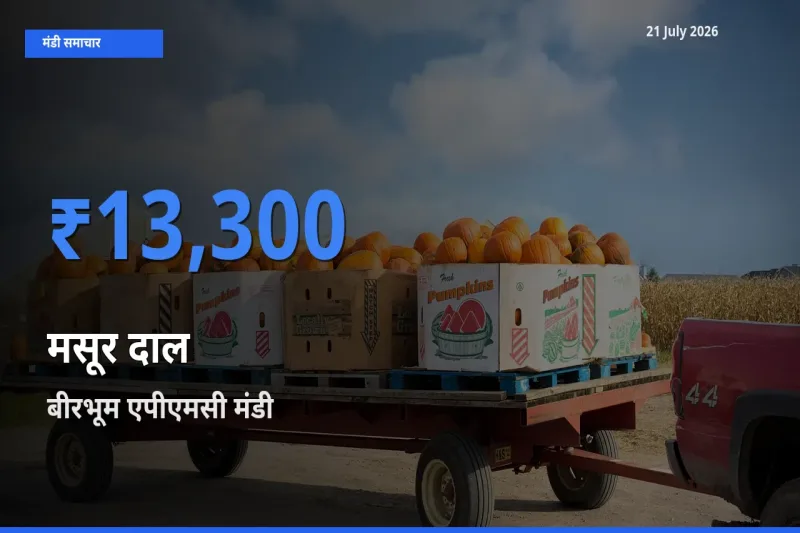 आज मसूर दाल के सबसे ज़्यादा दाम बीरभूम एपीएमसी मंडी में दर्ज