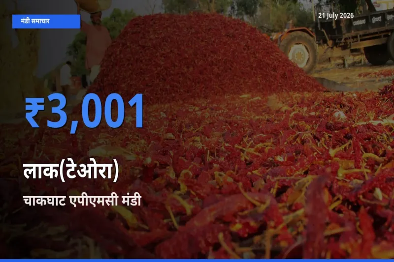 आज का मंडी भाव: लाक(टेओरा) के सबसे ज़्यादा दाम चाकघाट एपीएमसी में