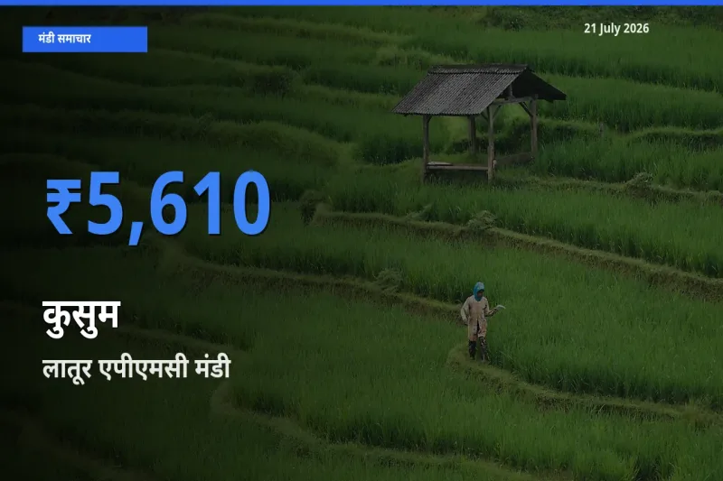 21 July अपडेट: कुसुम के सबसे ऊँचे दाम लातूर एपीएमसी मंडी में