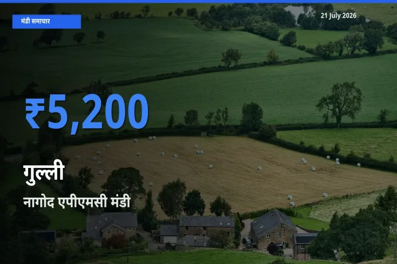टॉप मंडी बना नागोद एपीएमसी! गुल्ली के सबसे ऊँचे दाम यहीं दर्ज