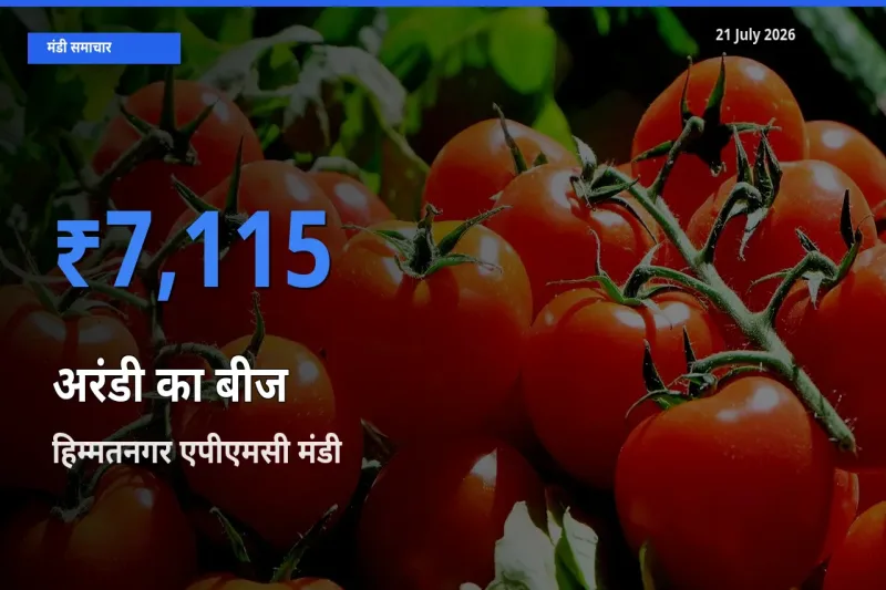 बाज़ार संकेत: हिम्मतनगर एपीएमसी बना अरंडी का बीज के लिए आज की टॉप मंडी