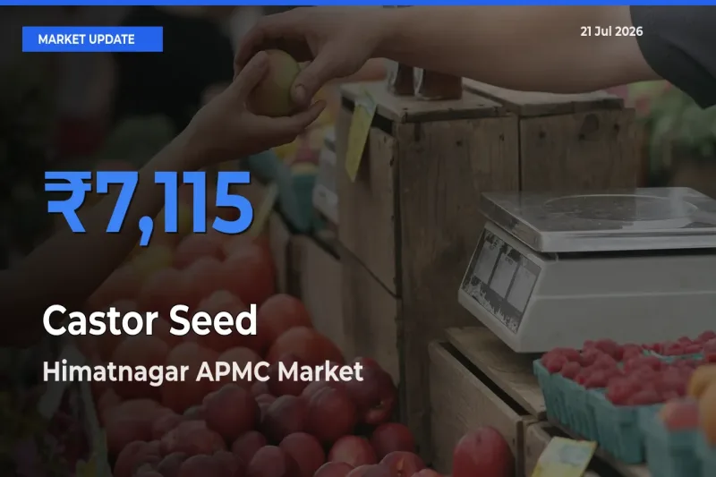 Top Performer! Himatnagar APMC Offers Best Castor Seed Price Today
