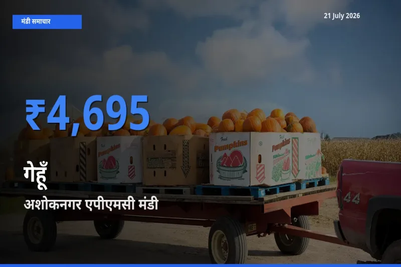 अशोकनगर एपीएमसी मंडी में आज गेहूँ के सबसे ऊँचे दाम दर्ज