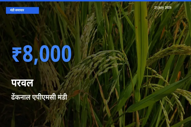 आज परवल के सबसे ज़्यादा दाम ढेंकनाल एपीएमसी मंडी में दर्ज