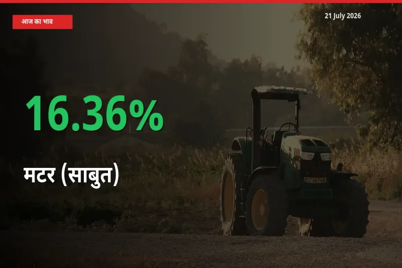 21 July अपडेट: मटर (साबुत) के दाम मंडी में 16.36% उछले