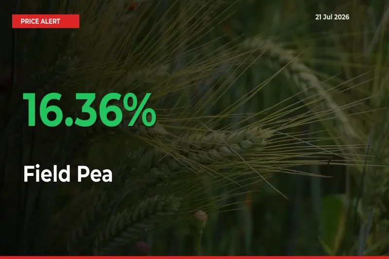 This Mandi Records 16.36% Jump in Field Pea Prices