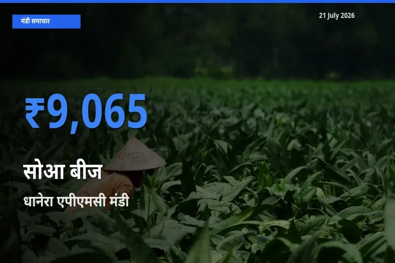 धानेरा एपीएमसी मंडी में सोआ बीज ₹9,065 पर पहुँचा – आज का सर्वोच्च भाव