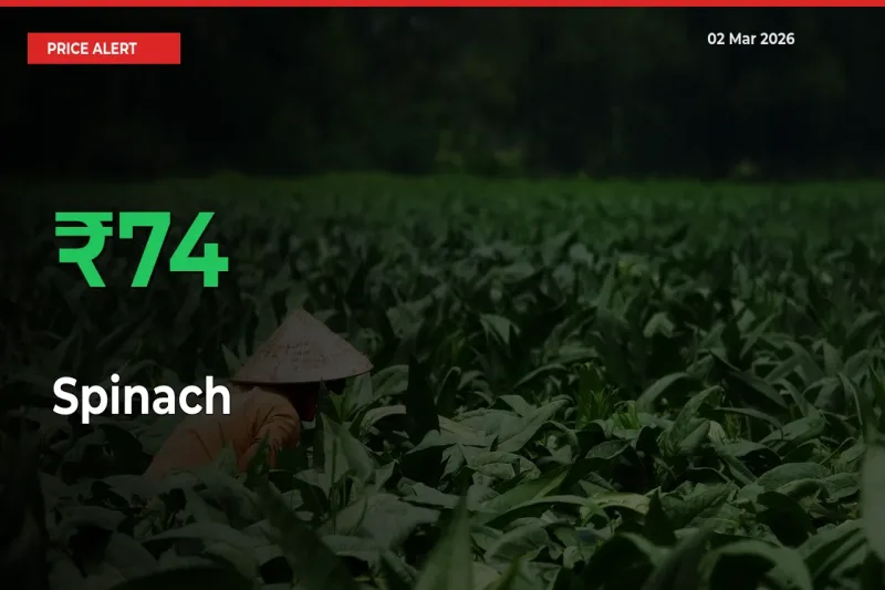 Sharp Jump! Spinach Prices Climb 74.42% in 24 Hours at Key Mandis