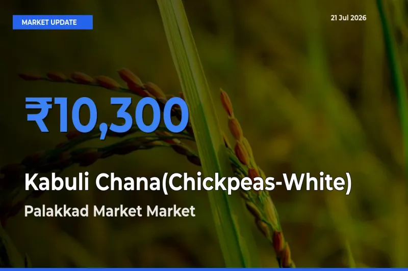 Palakkad Market Tops Kabuli Chana(Chickpeas-White) Mandi Rates Today