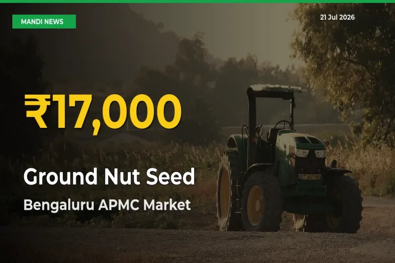 Bengaluru APMC Leads as Ground Nut Seed Hits Highest Rate – July 21 Update
