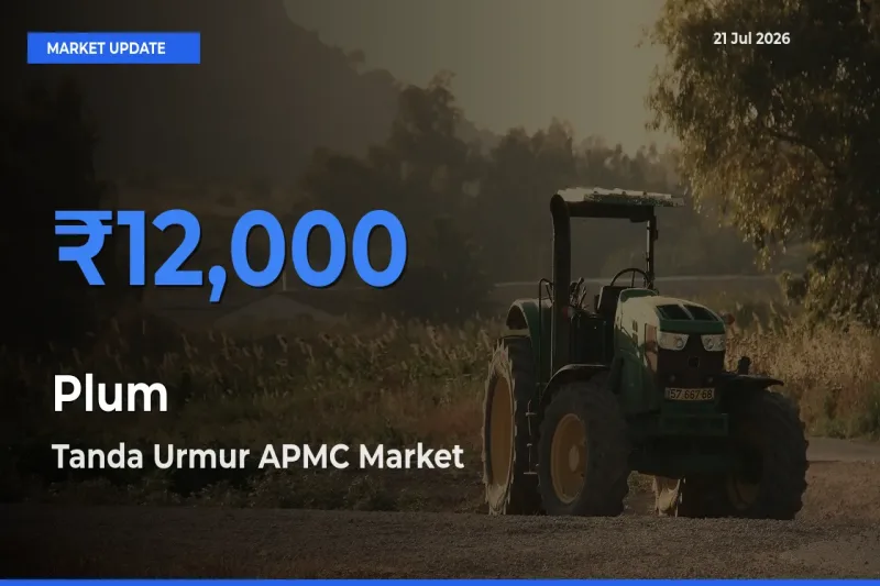 Tanda Urmur APMC Leads as Top Mandi for Plum Prices