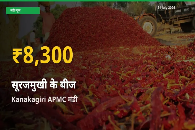 सूरजमुखी के बीज के दामों में रिकॉर्ड तेज़ी, Kanakagiri APMC
