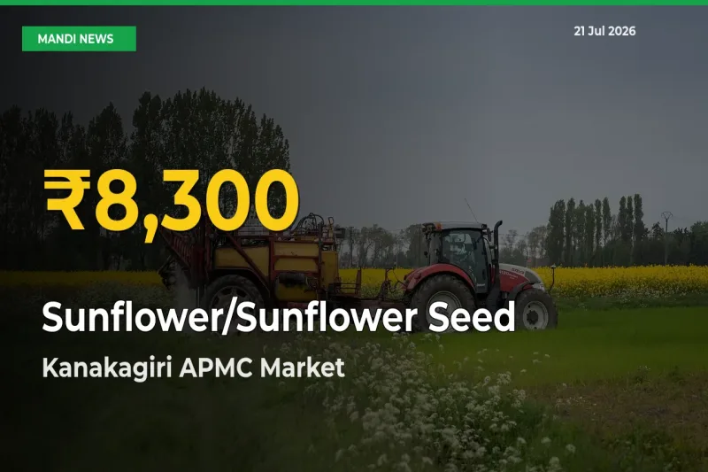 Sunflower/Sunflower Seed Prices Soar to Record High in Kanakagiri APMC – Farmers Alert Today