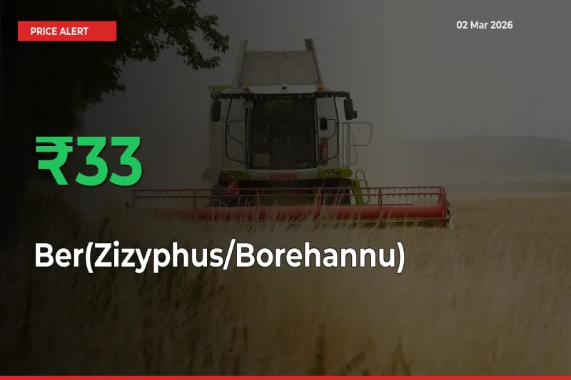 Why Ber(Zizyphus/Borehannu) Prices Rose 33.33% in a Day at Mandis