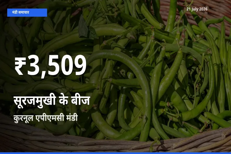 सूरजमुखी के बीज के दामों में गिरावट, कुरनूल एपीएमसी में 30 दिन का न्यूनतम भाव