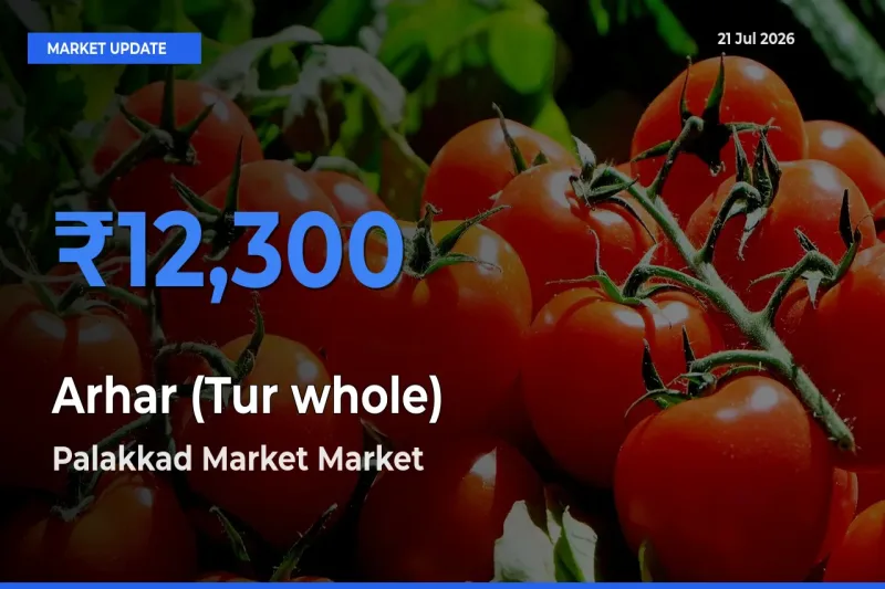 Top Performer! Palakkad Market Offers Best Arhar (Tur whole) Price Today