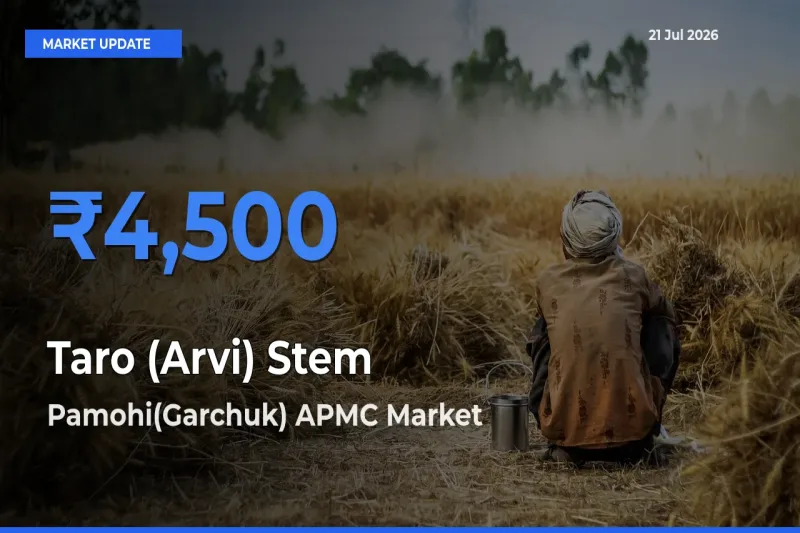 Pamohi(Garchuk) APMC Leads as Top Mandi for Taro (Arvi) Stem Prices