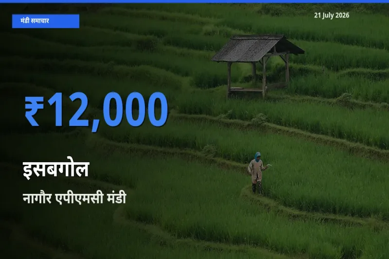 नागौर एपीएमसी मंडी में इसबगोल ₹12,000 पर पहुँचा – आज का सर्वोच्च भाव