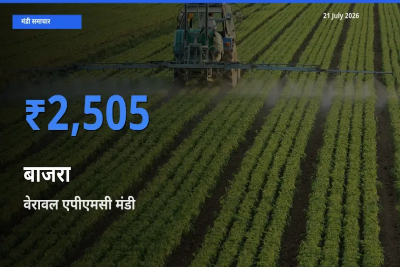 वेरावल एपीएमसी में बाजरा का आज सबसे ऊँचा भाव