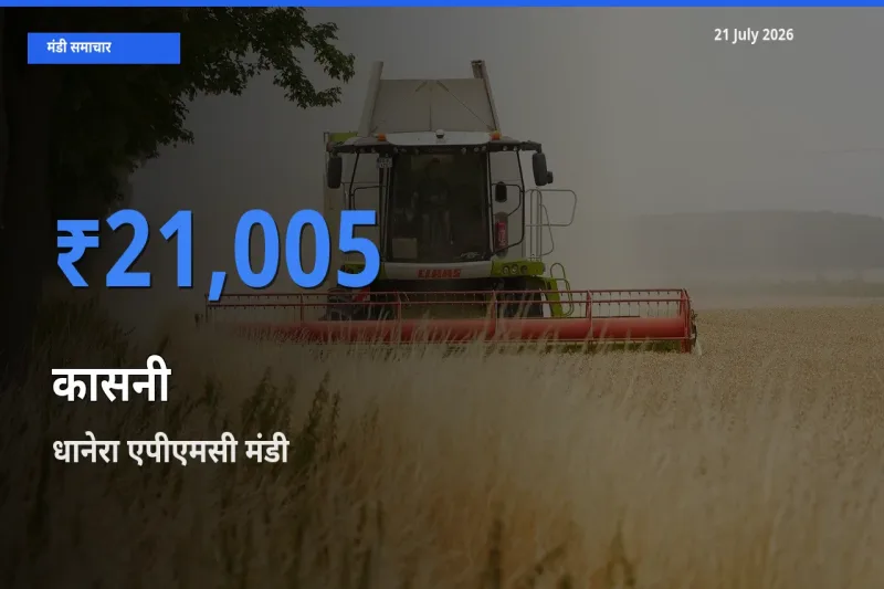 आज का मंडी भाव: कासनी के सबसे ज़्यादा दाम धानेरा एपीएमसी में
