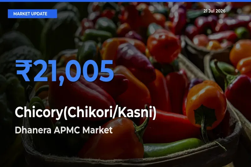 Market Watch: Dhanera APMC Becomes Top Mandi for Chicory(Chikori/Kasni)