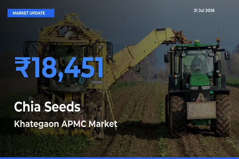 Khategaon APMC Offers ₹18,451 – Highest Chia Seeds Rate Today