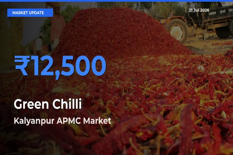 Kalyanpur APMC Leads as Top Mandi for Green Chilli Prices