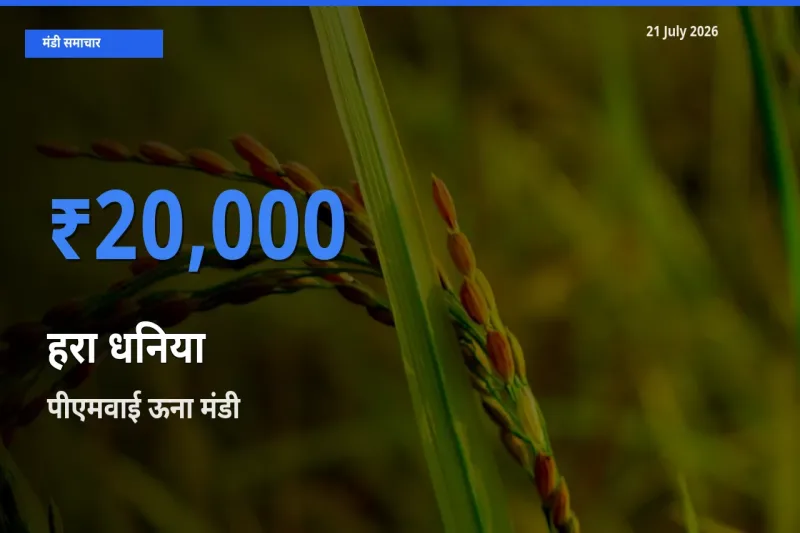 बाज़ार संकेत: पीएमवाई ऊना बना हरा धनिया के लिए आज की टॉप मंडी