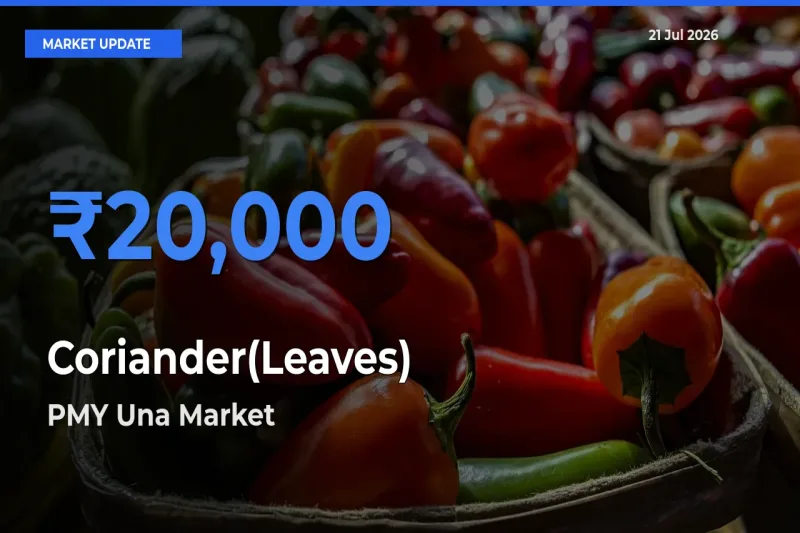 Top Performer! PMY Una Offers Best Coriander(Leaves) Price Today