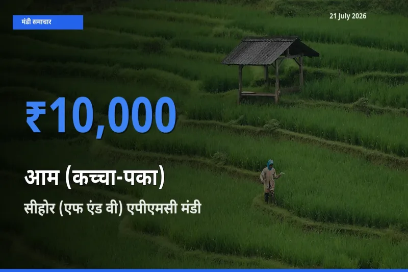 आज आम (कच्चा-पका) के सबसे ऊँचे दाम ₹10,000 सीहोर (एफ एंड वी) एपीएमसी मंडी में