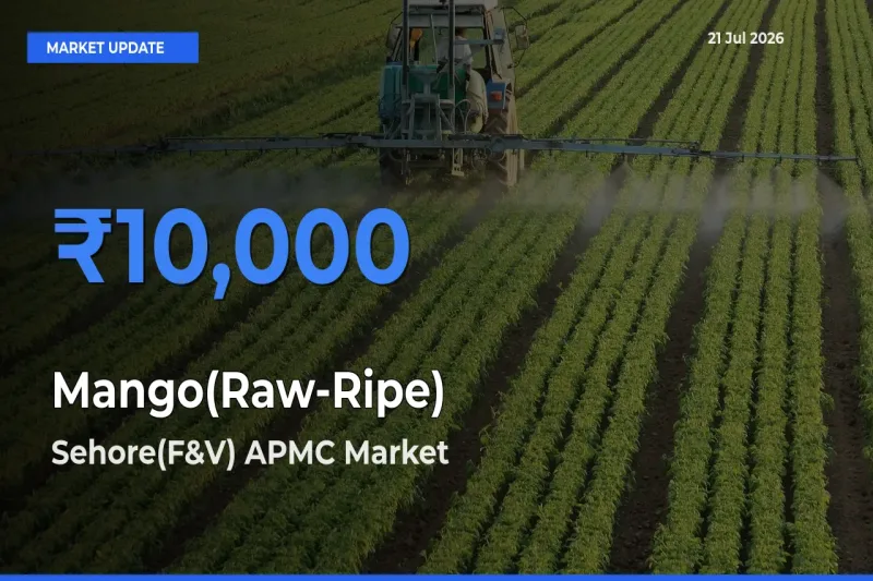 Sehore(F&V) APMC Records Highest ₹10,000 Rate for Mango(Raw-Ripe)