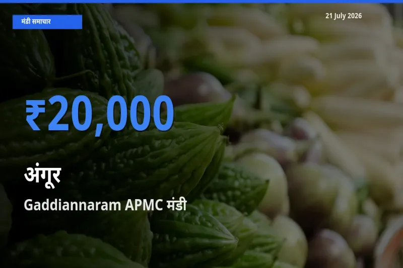 किसानों की पसंद बना Gaddiannaram APMC, अंगूर के सबसे अच्छे दाम