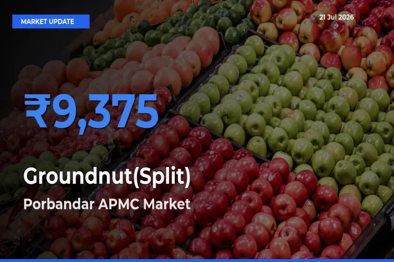 Porbandar APMC Records Highest ₹9,375 Rate for Groundnut(Split)