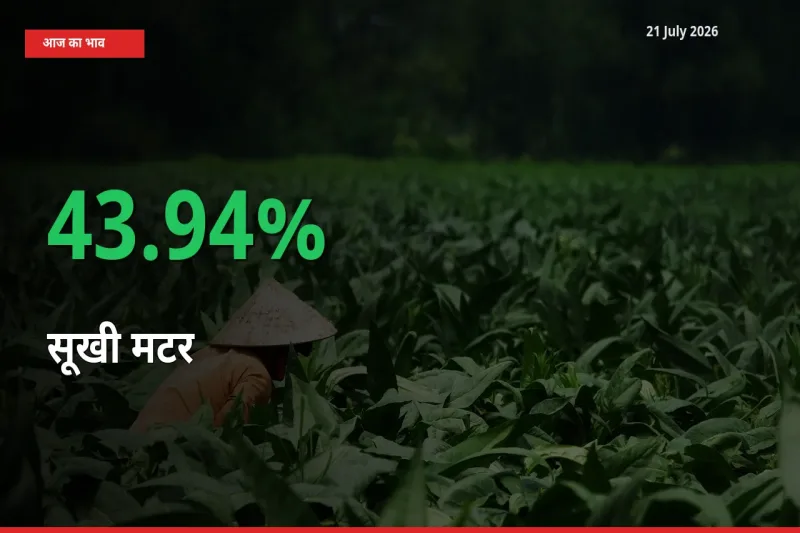 आज का मंडी भाव: सूखी मटर के दाम मंडी में 43.94% ऊपर